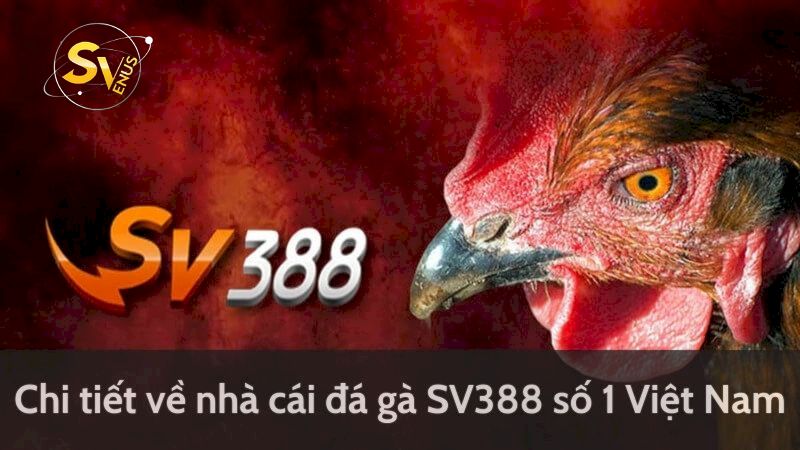 Tìm hiểu về nhà cái đá gà SV388 hàng đầu Việt Nam